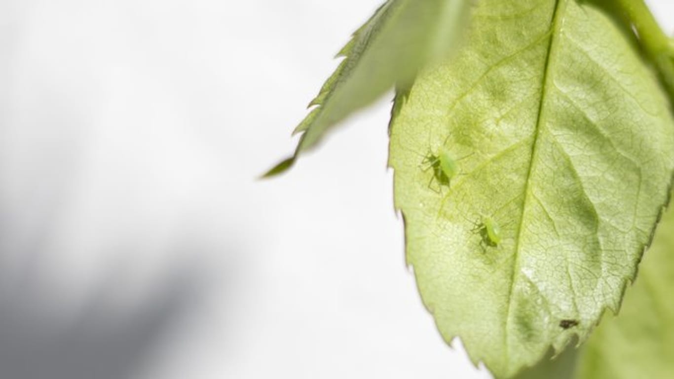 Kübelpflanzen: Blattläuse können sich im Winterlager ungestört vermehren – das sollte man verhindern.