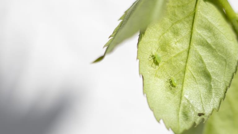 Kübelpflanzen: Blattläuse können sich im Winterlager ungestört vermehren – das sollte man verhindern.