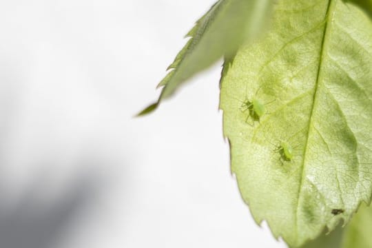 Kübelpflanzen: Blattläuse können sich im Winterlager ungestört vermehren – das sollte man verhindern.