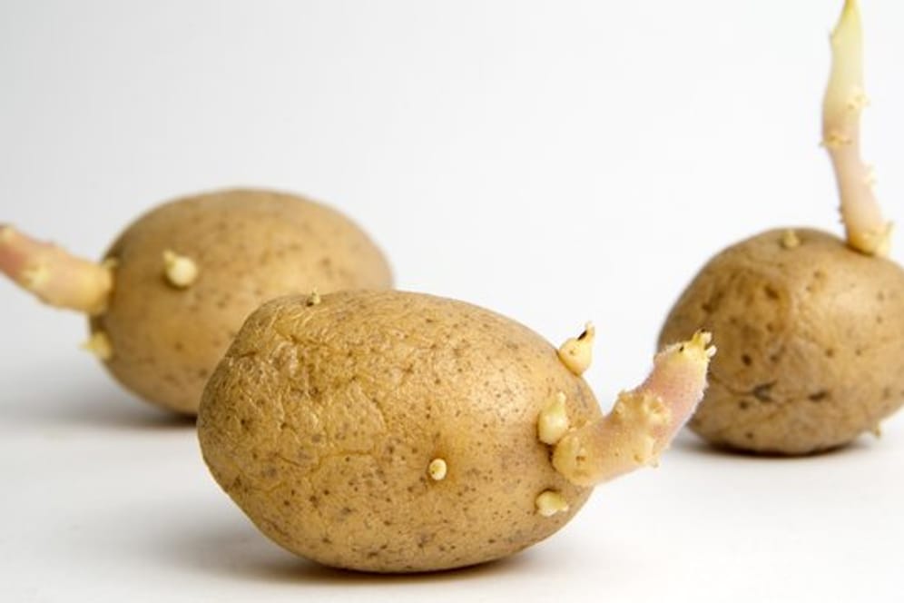 Kartoffelknollen mit Keimen, die länger als drei Zentimeter sind, sollten nicht mehr verzehrt werden.
