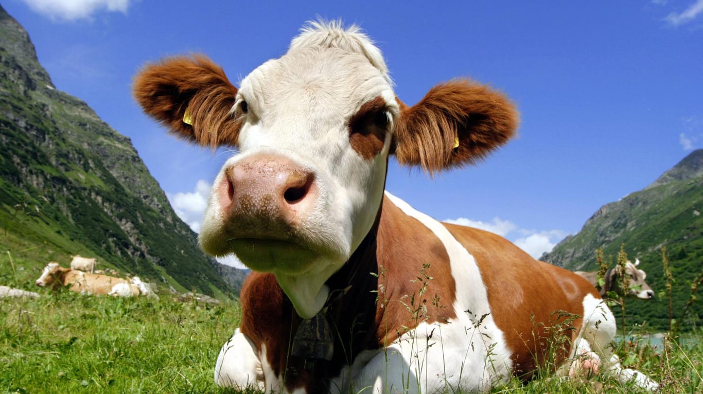 Kuh ist nicht gleich Kuh: Pommes, Elefant, Agathe und Spatz sind beliebte Vornamen in Bayern.