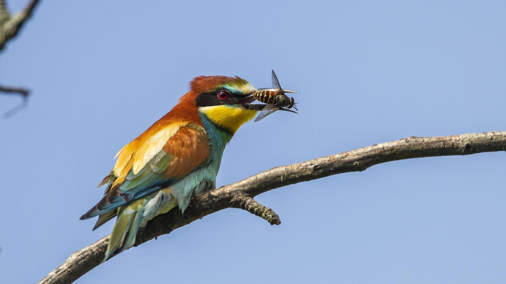 Bienenfresser: Der Zugvogel trägt seinen Namen unter anderem deshalb, weil er Insekten frisst.