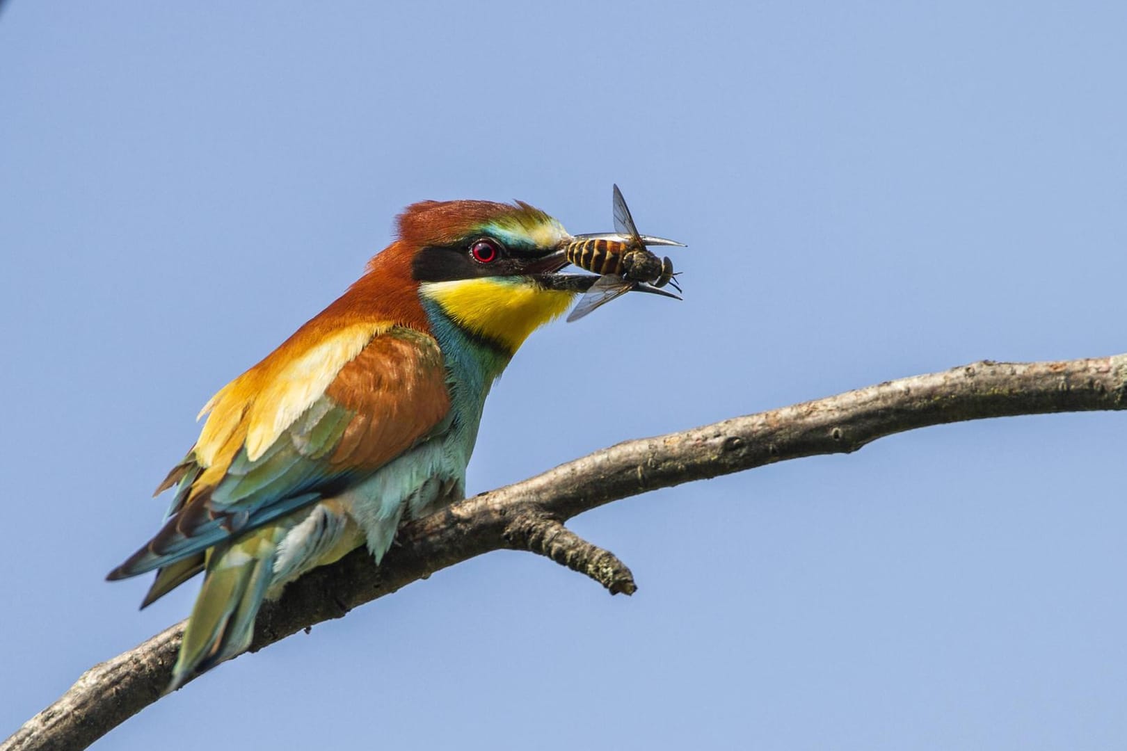 Bienenfresser: Der Zugvogel trägt seinen Namen unter anderem deshalb, weil er Insekten frisst.