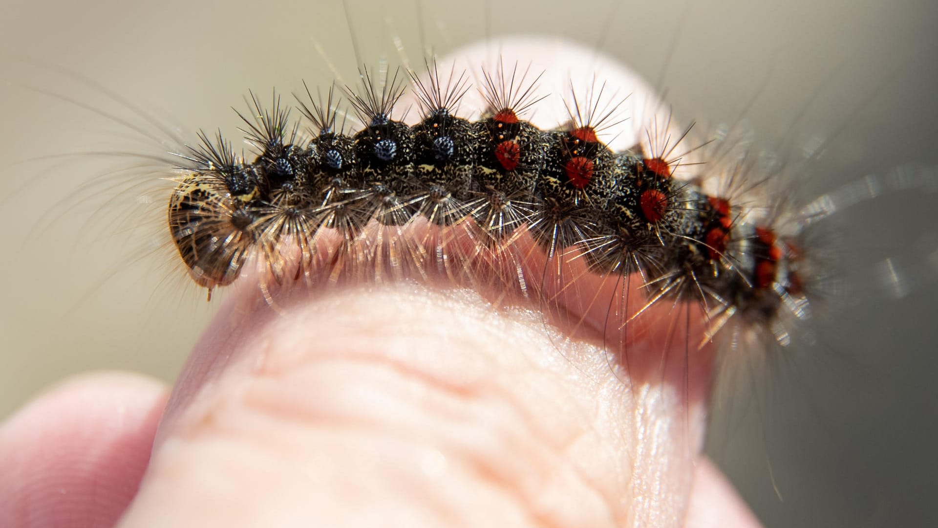 Ein Schwammspinner auf einem Finger: Im Raum Gera hatten die Raupen letztes Jahr nicht nur die Wälder, sondern auch Gärten und Häuserwände bevölkert (Archivbild).