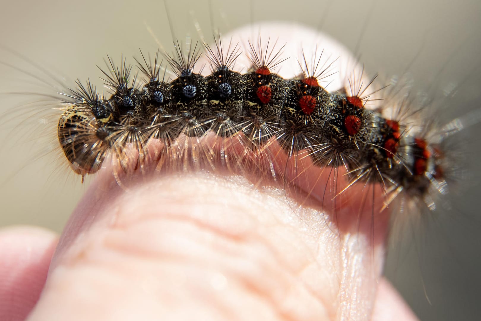 Ein Schwammspinner auf einem Finger: Im Raum Gera hatten die Raupen letztes Jahr nicht nur die Wälder, sondern auch Gärten und Häuserwände bevölkert (Archivbild).