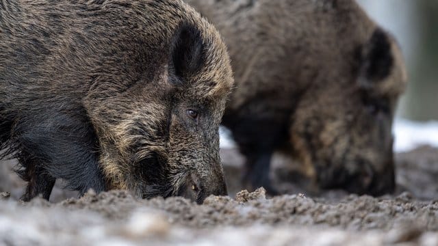Im Verwaltungsberzirk Lebus im polnisch-deutschen Grenzgebiet sollen mehr als 2000 Wildschweine erlegt werden. Im Verwaltungsberzirk Lebus im polnisch-deutschen Grenzgebiet sollen mehr als 2000 Wildschweine erlegt werden.