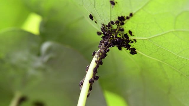 Schwarze Punkte auf dem Grün: Nach milden Wintern droht früh ein heftiger Blattlaus-Befall.