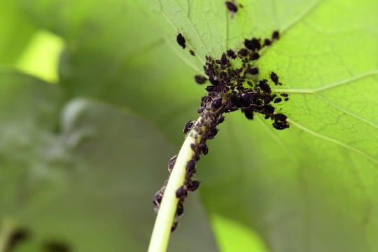 Schwarze Punkte auf dem Grün: Nach milden Wintern droht früh ein heftiger Blattlaus-Befall.