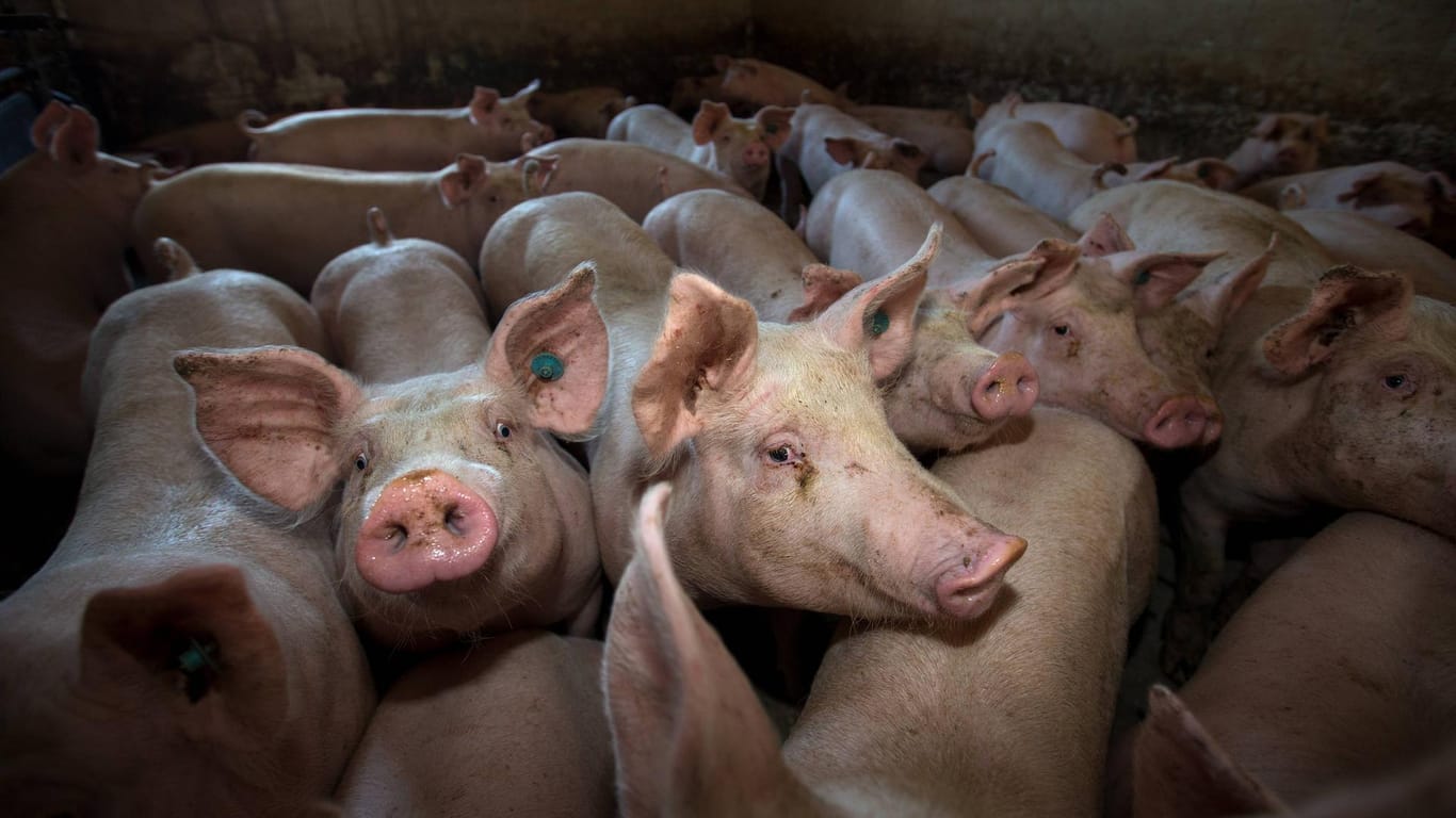 Schweine in einem Mastbetrieb: Der Schaden beläuft sich auf rund 200.000 Euro.