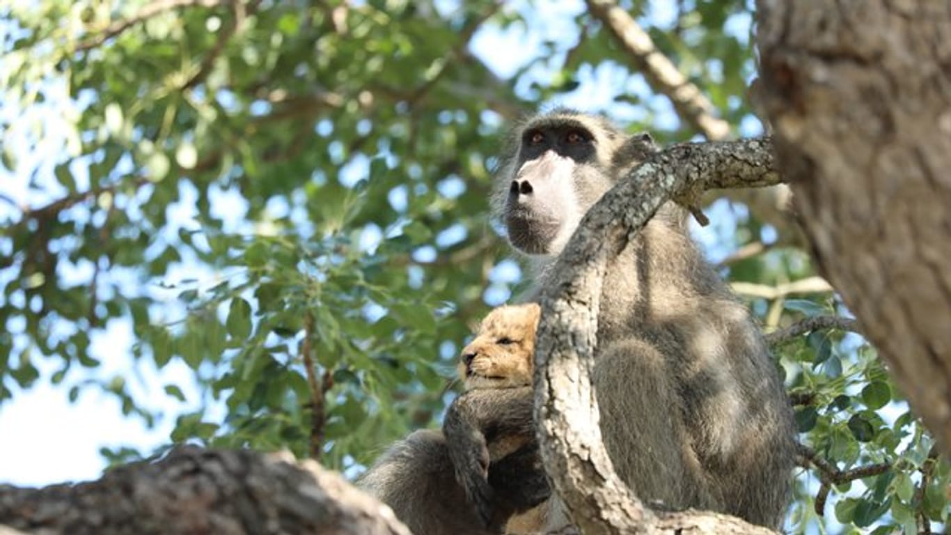 Gab es das schon mal? Eine Pavianmutter hat im Krüger-Nationalpark ein Löwenbaby auf einen Baum entführt.