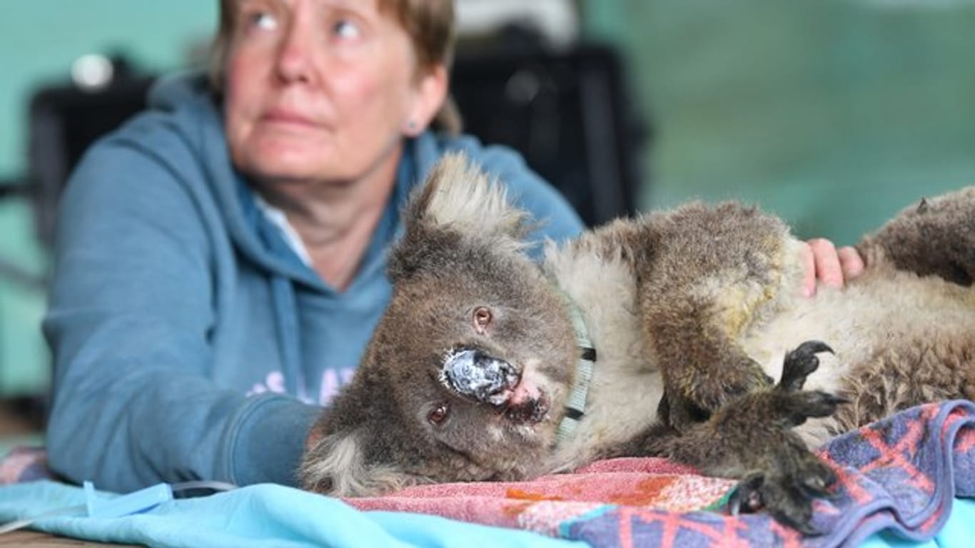 Ein verletzter Koala mit eingesalbter Nase ruht sich im "Kangaroo Island Wildlife Park" nahe Adelaide aus.