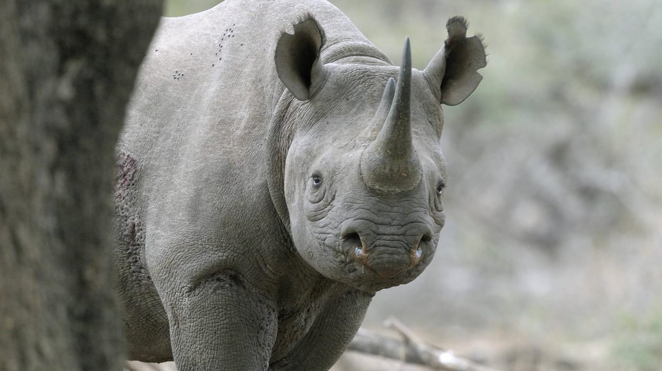 Ein Spitzmaulnashorn: Von dieser Art soll es in Afrika nur noch rund 5.000 Exemplare geben (Symbolbild).