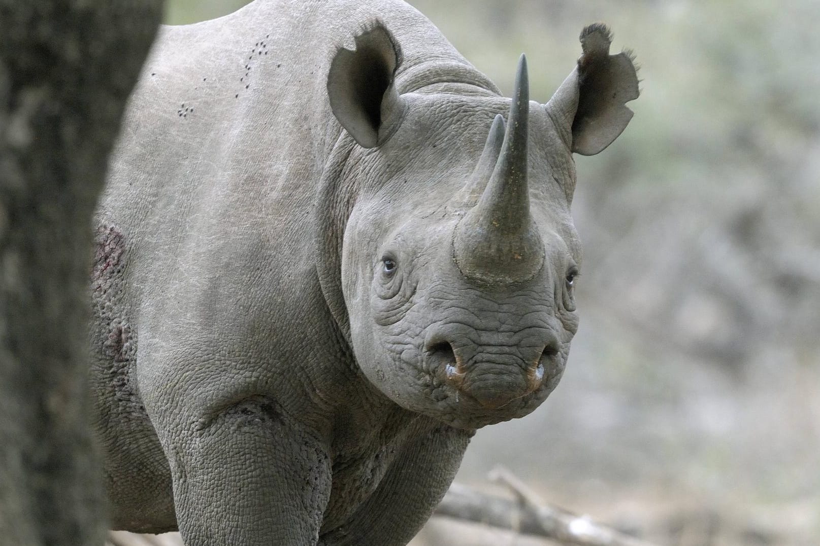 Ein Spitzmaulnashorn: Von dieser Art soll es in Afrika nur noch rund 5.000 Exemplare geben (Symbolbild).