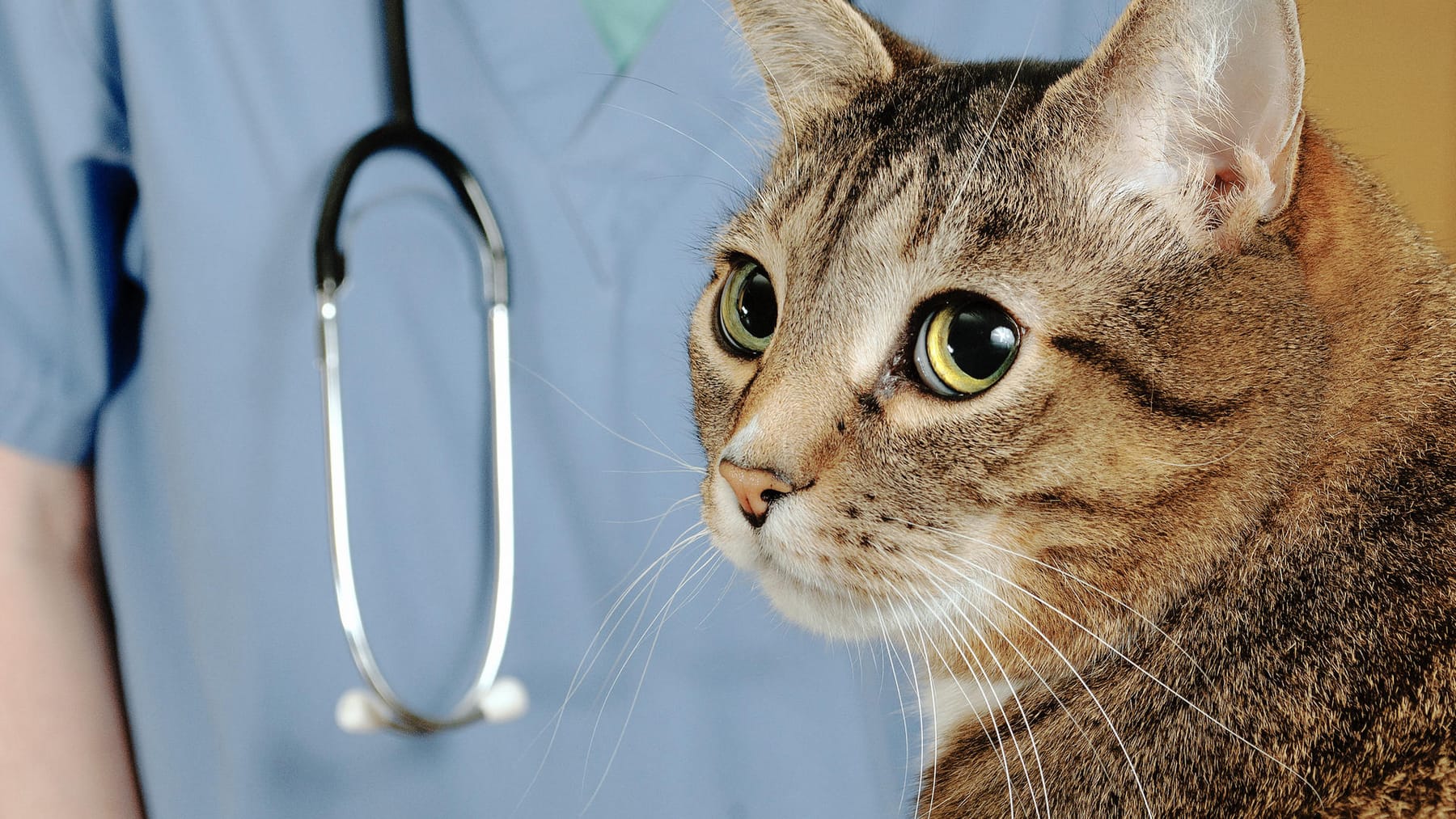 Клиника для котов. Ветеринар с кошкой. Кот в ветеринарной клинике. Котик у ветеринара.