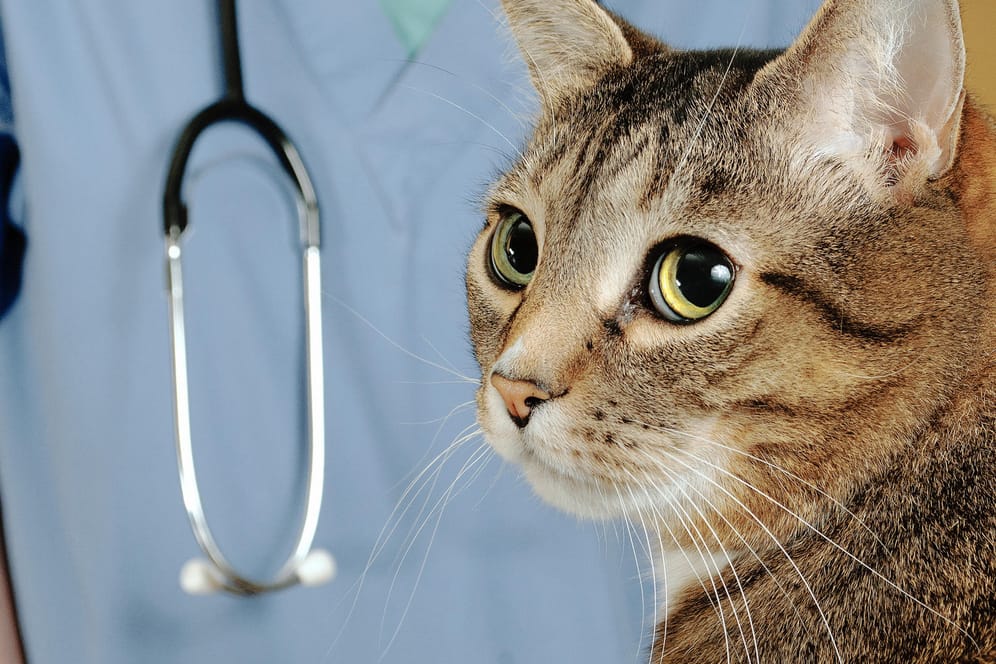 Feline Infektiöse Peritonitis (FIP): Wenn die Katze unheilbar krank ist.