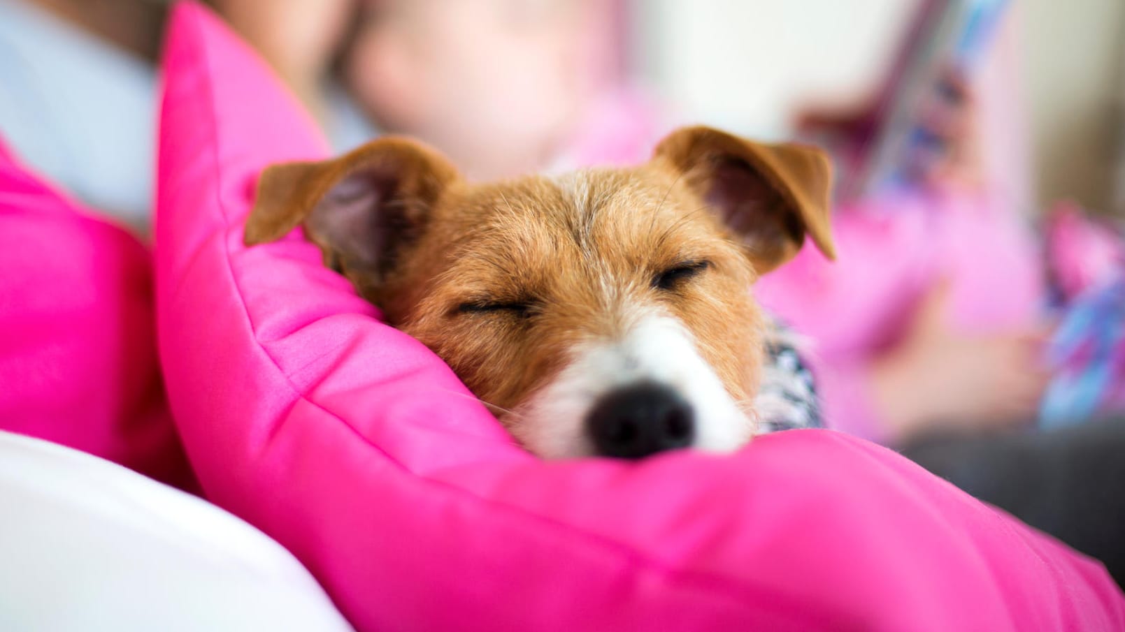 Ein Hund kuschelt auf dem Sofakissen: Für Hundehaar-Allergiker ist dieses gemütliche Ritual weniger angenehm.