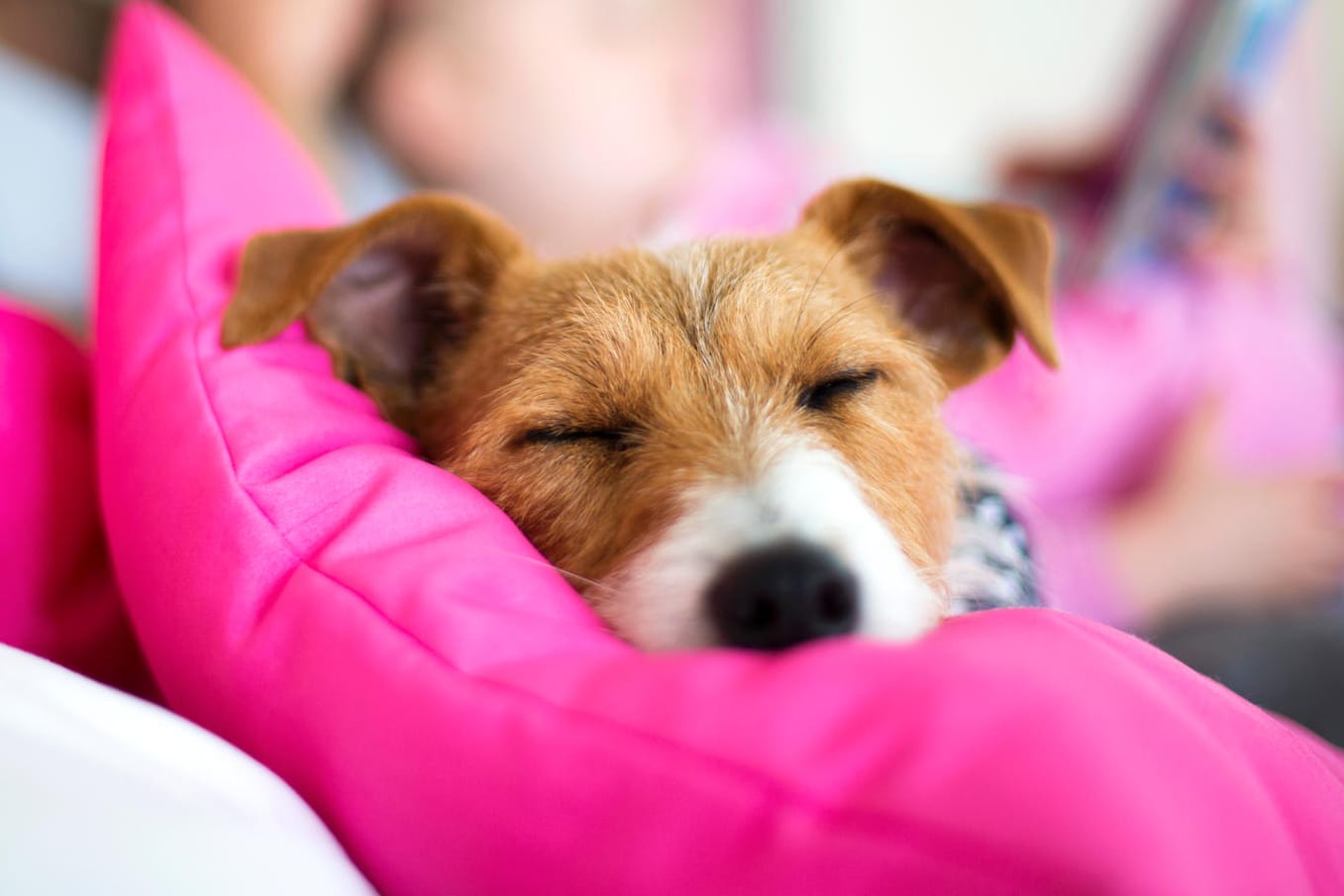 Ein Hund kuschelt auf dem Sofakissen: Für Hundehaar-Allergiker ist dieses gemütliche Ritual weniger angenehm.