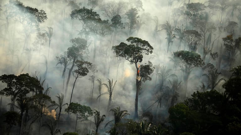 Dichter Rauch im Regenwald: Um an wertvolle Ressourcen zu kommen, werden jährlich Tausende Quadratkilometer Regenwald gerodet.