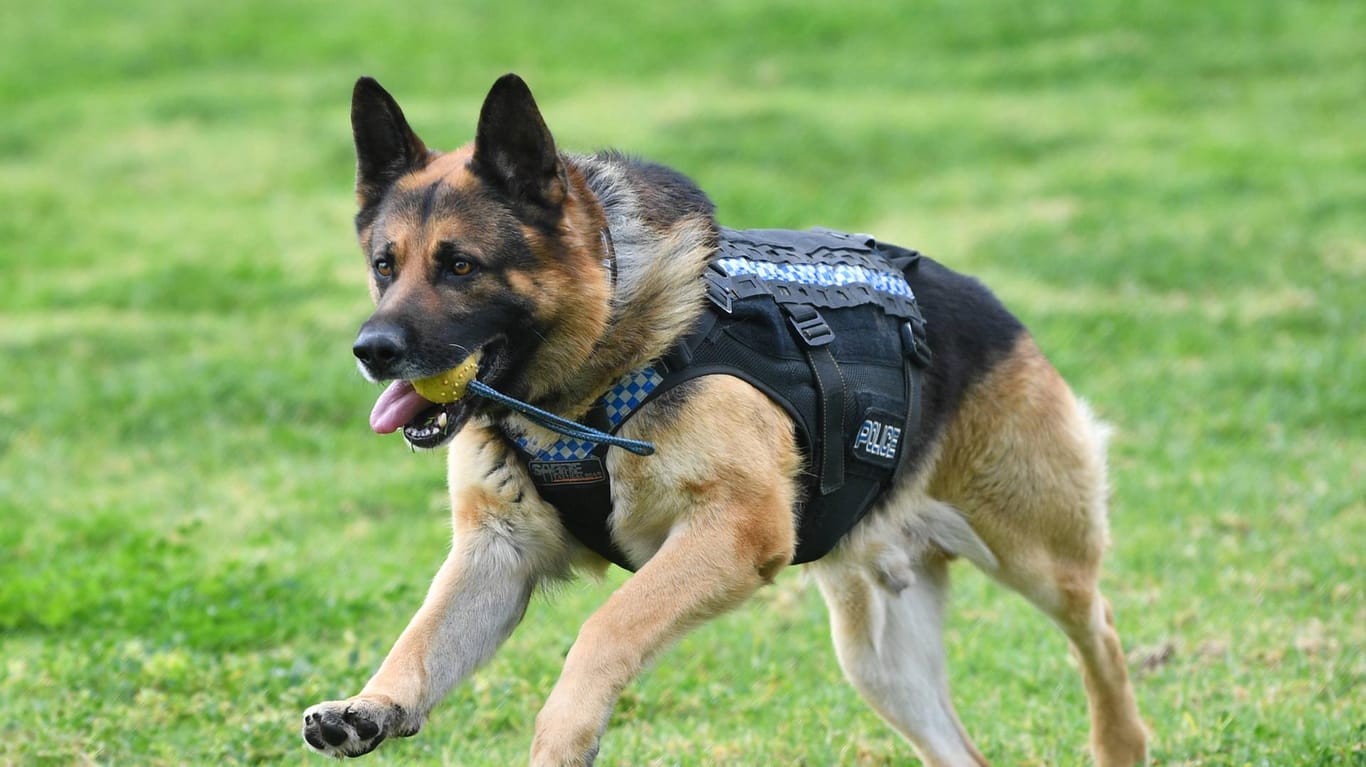 Ein Polizeihund läuft eine Wiese entlang: In Bielefeld hat ein solcher Hund bei der Suche nach zwei Einbrechern geholfen (Symbolbild).