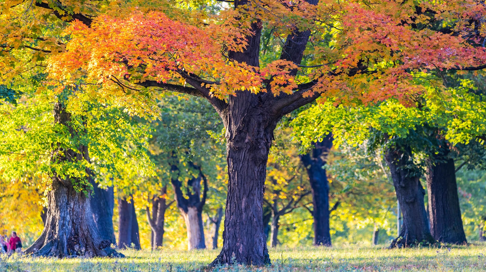 Der Rosensteinpark im Herbst: Im Ostteil findet sich der zoologisch-botanische Garten Wilhelma.