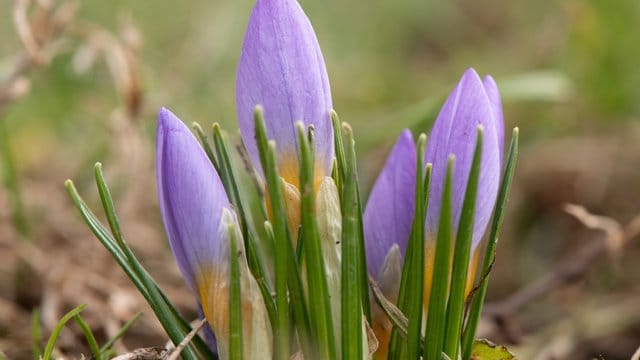 Sie blühen immer früher: Krokusse auf einer Wiese in Dresden. Sie blühen immer früher: Krokusse auf einer Wiese in Dresden.