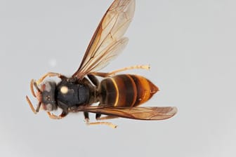 Eine Asiatische Hornisse: Das Insekt wurde nach Hessen nun auch in Hamburg entdeckt.