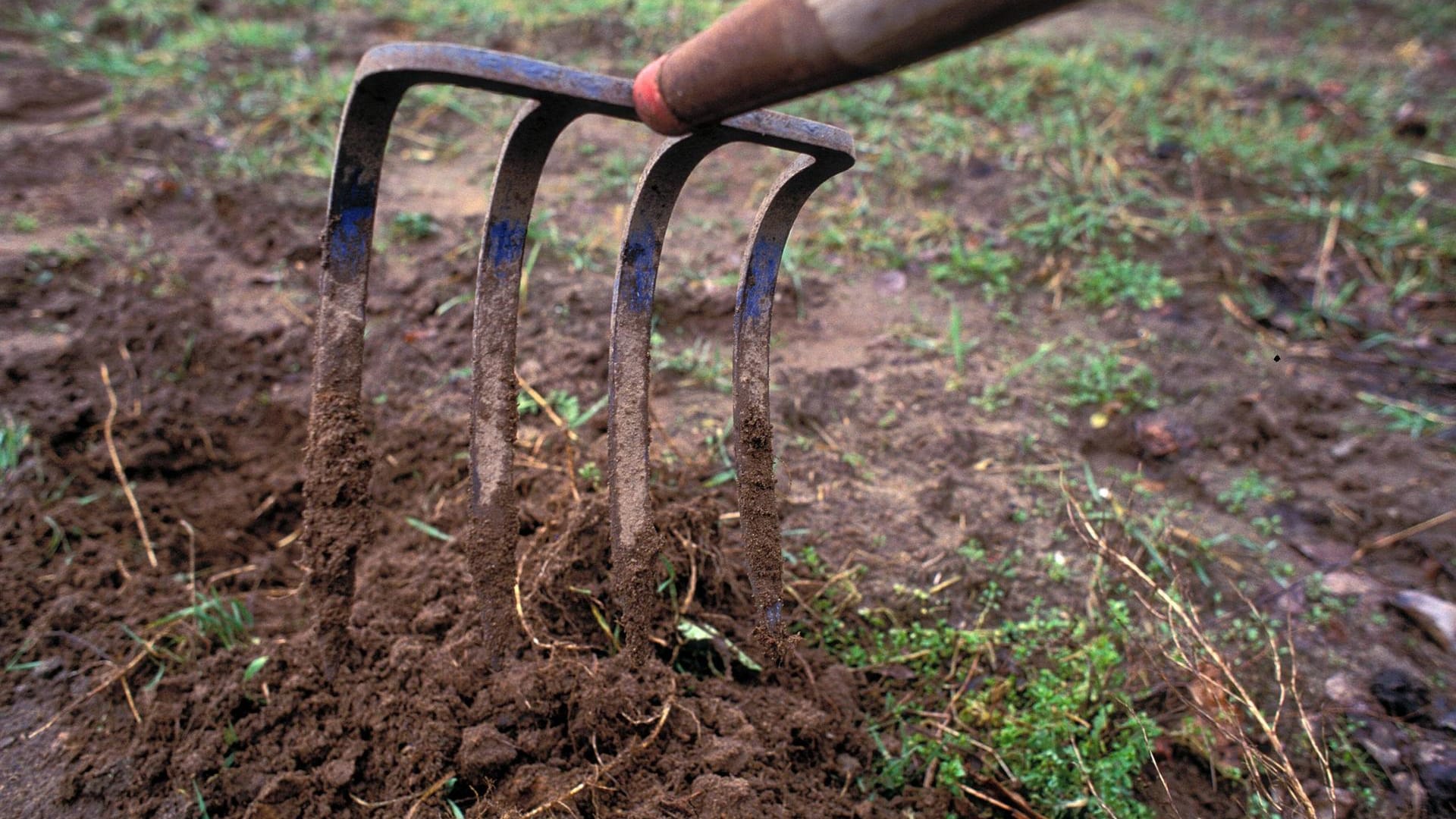 Gartenarbeit: Zweistellige Temperaturen im Winter können für manche Pflanzen zum Problem werden.