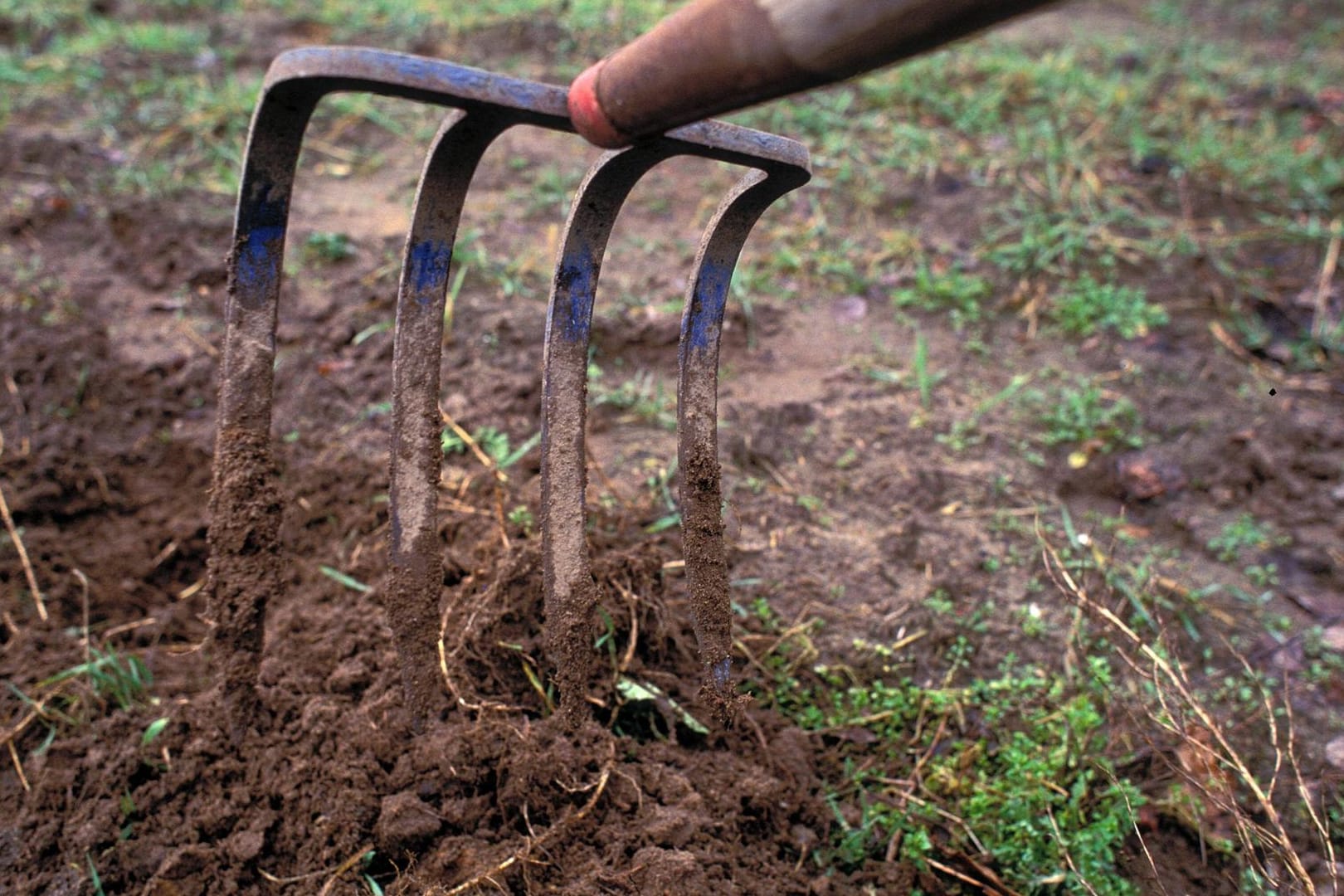 Gartenarbeit: Zweistellige Temperaturen im Winter können für manche Pflanzen zum Problem werden.