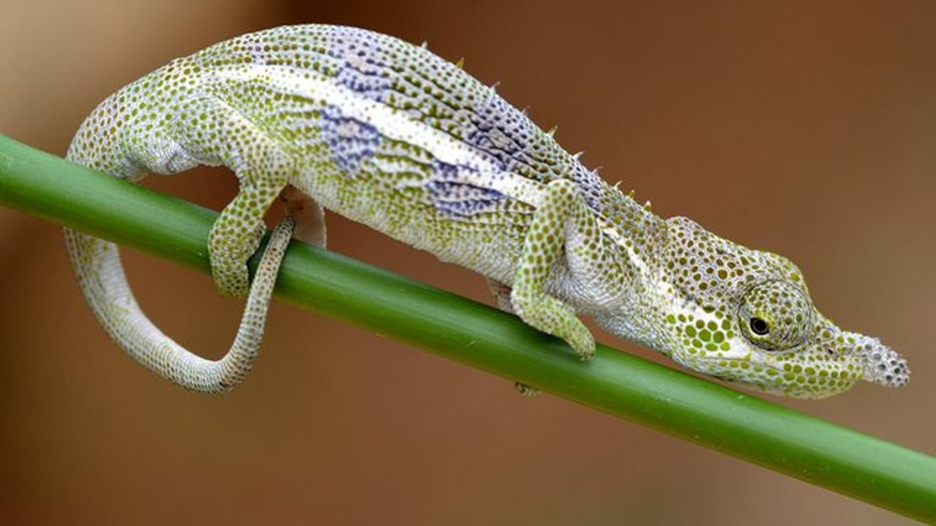 Ein Männchen der Chamäleonart Calumma radamanus in entspannter Färbung.