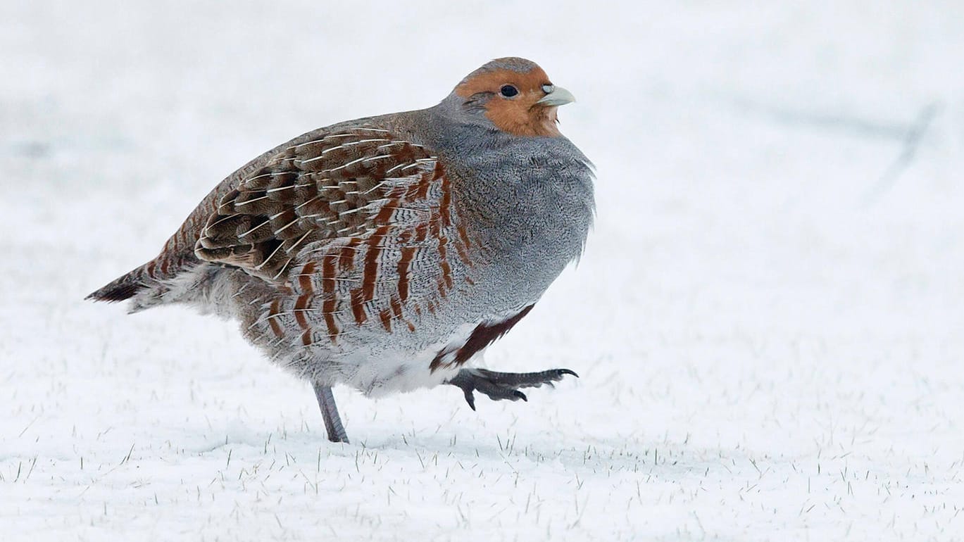 Graues Rebhuhn: Die Landwirtschaft in Deutschland wirkt sich auch auf den Lebensraum der Vögel aus. (Symbolbild)