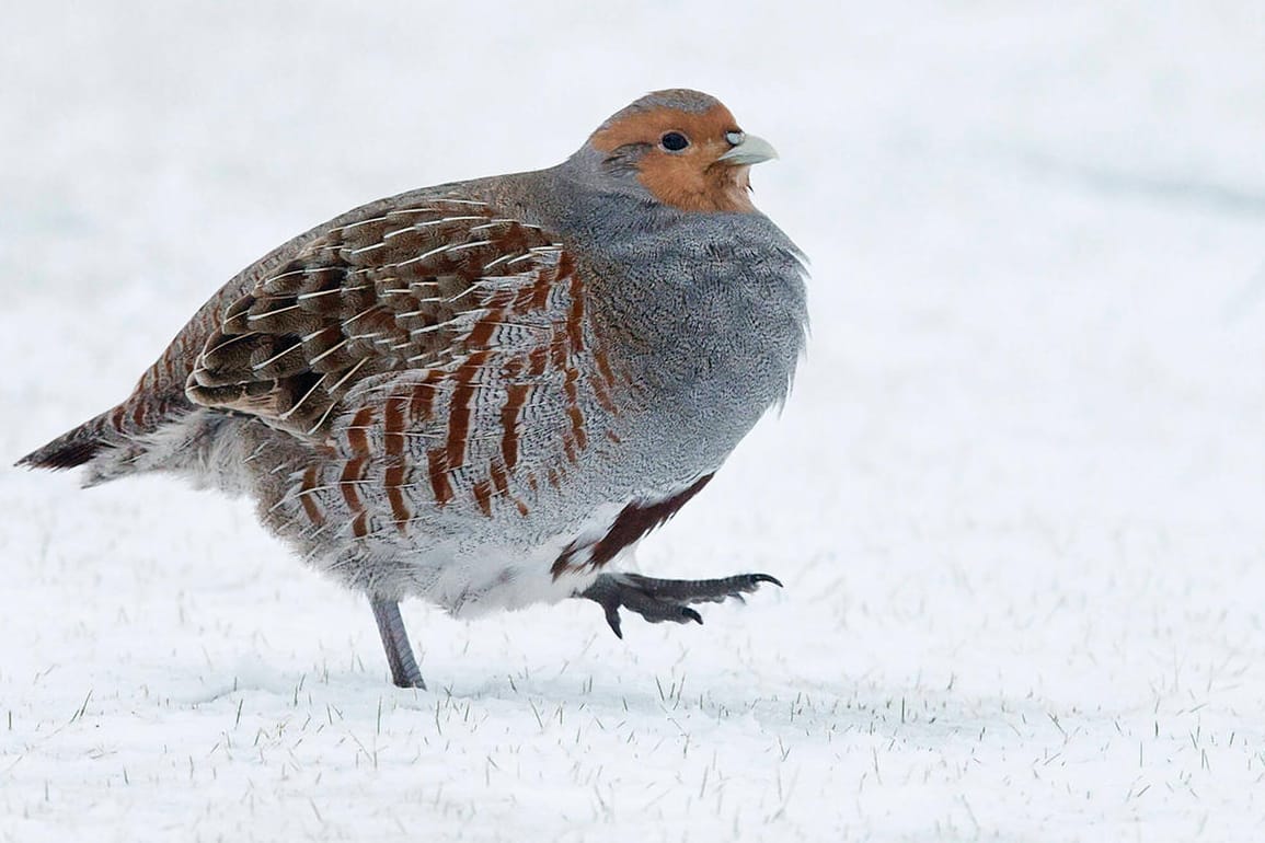 Graues Rebhuhn: Die Landwirtschaft in Deutschland wirkt sich auch auf den Lebensraum der Vögel aus. (Symbolbild)