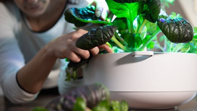 Nur ein paar Blätter Pak Choi pro Woche sind im Smart Grow 6 von Bosch erntbar, will man die Pflanze möglichst lange nicht ganz abschneiden.