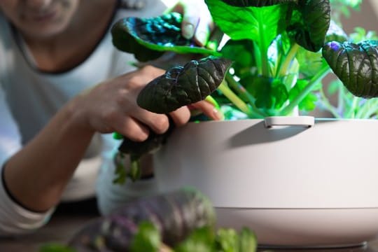 Nur ein paar Blätter Pak Choi pro Woche sind im Smart Grow 6 von Bosch erntbar, will man die Pflanze möglichst lange nicht ganz abschneiden.