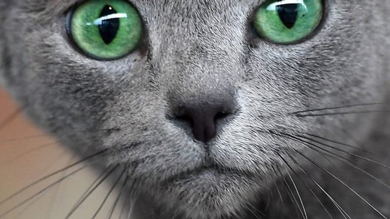 In Der Nacht Sind Alle Katzen Grau Bedeutung www.t-online.de