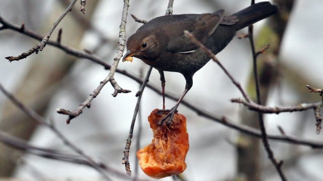 Eine Amsel pickt in einem Apfelbaum an einem Apfel.