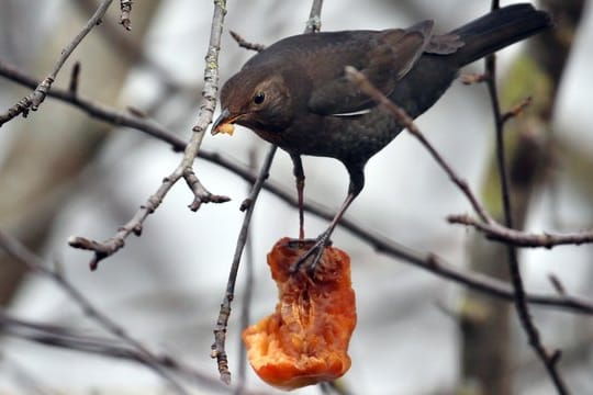 Eine Amsel pickt in einem Apfelbaum an einem Apfel.