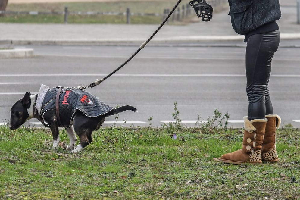 Eine Frau mit einem Hund (Symbolbild): Wer in Karlsruhe einen Hundehaufen liegenlässt, muss 150 Euro Strafe zahlen.