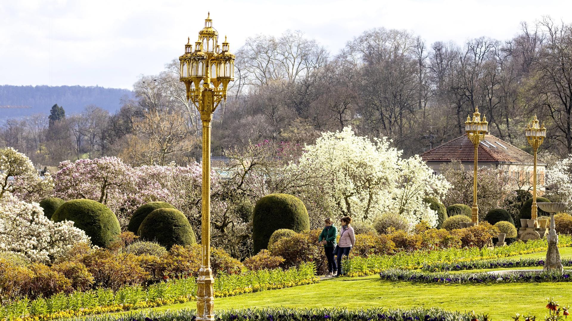 Blühende Magnolien in der Wilhelma Stuttgart: Der zoologisch-botanische Garten in Bad Cannstatt lädt ein, die Tier- und Pflanzenwelt zu bestaunen.