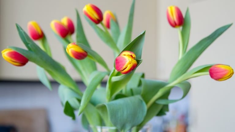 Schnittblumen-Tricks: Damit Tulpen nicht so schnell verwelken, sollte man für die Vase einen passenden Standort wählen.