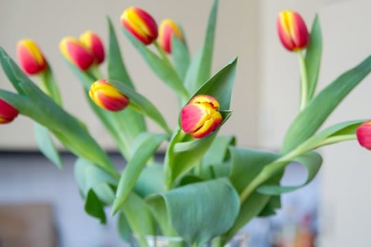 Schnittblumen-Tricks: Damit Tulpen nicht so schnell verwelken, sollte man für die Vase einen passenden Standort wählen.