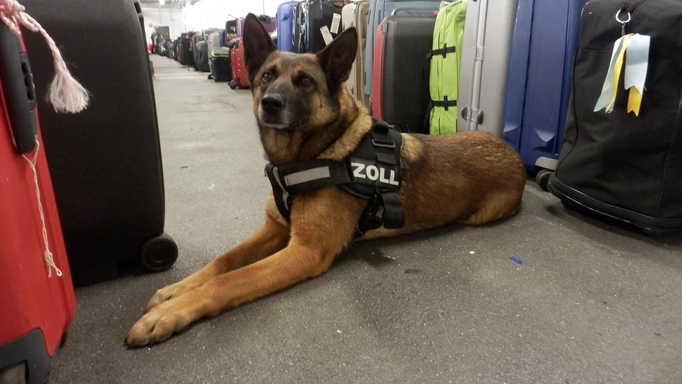 Ein Zollhund: Am Flughafen Frankfurt wurden mehrere Kilo Drogen sichergestellt.