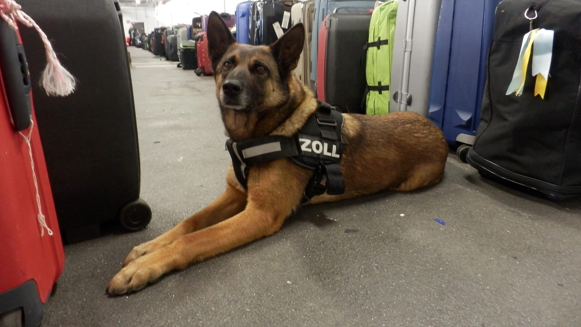 Ein Zollhund: Am Flughafen Frankfurt wurden mehrere Kilo Drogen sichergestellt. Ein Zollhund: Am Flughafen Frankfurt wurden mehrere Kilo Drogen sichergestellt.