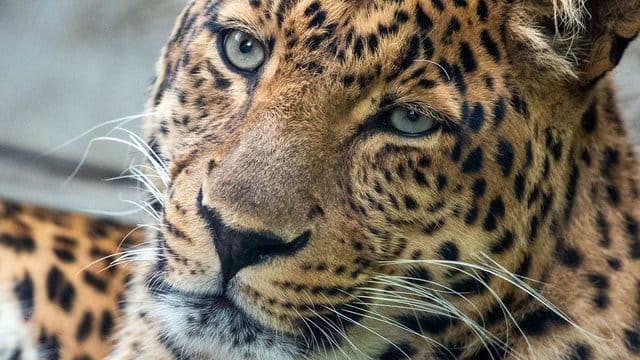 Ein China-Leoparden-Männchen in einem Zoo.