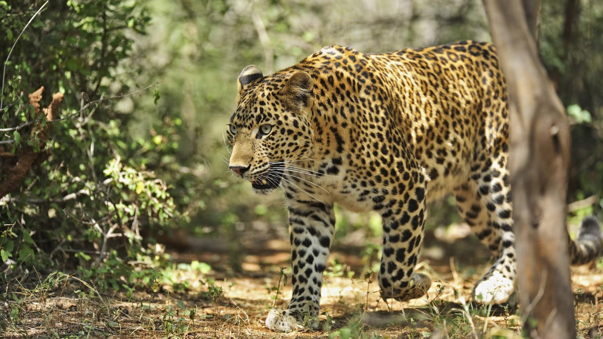 Leopard: Es ist schon der dritte tödliche Angriff der Raubkatzen auf Kinder in Nepal in diesem Jahr (Symbolbild).