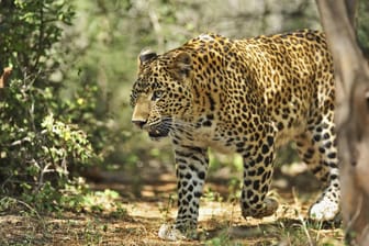 Leopard: Es ist schon der dritte tödliche Angriff der Raubkatzen auf Kinder in Nepal in diesem Jahr (Symbolbild).