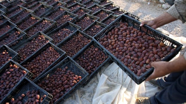 Ernte von Datteln im Westjordanland: Israel hat den Export landwirtschaftlicher Erzeugnisse aus den Palästinensergebieten verboten. Ernte von Datteln im Westjordanland: Israel hat den Export landwirtschaftlicher Erzeugnisse aus den Palästinensergebieten verboten.