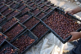 Ernte von Datteln im Westjordanland: Israel hat den Export landwirtschaftlicher Erzeugnisse aus den Palästinensergebieten verboten.