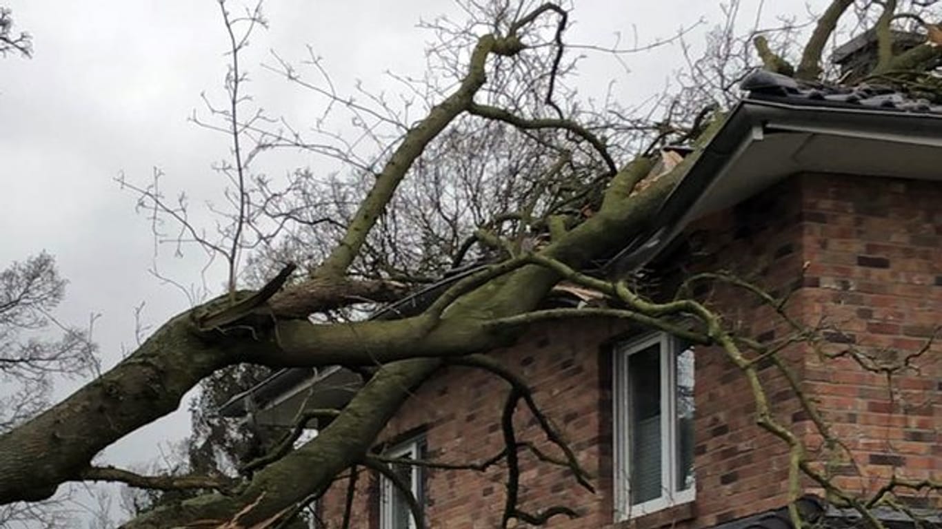 Bei einem Sturm werden Häuser mitunter von umfallenden Bäumen getroffen.