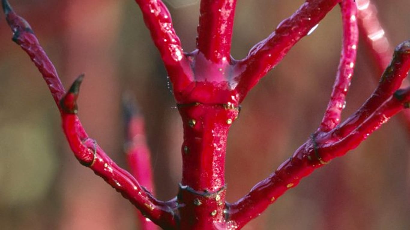 Der rot-triebige Hartriegel (Cornus alba 'Sibirica') lässt im Winter den sonst farblosen Garten leuchten.