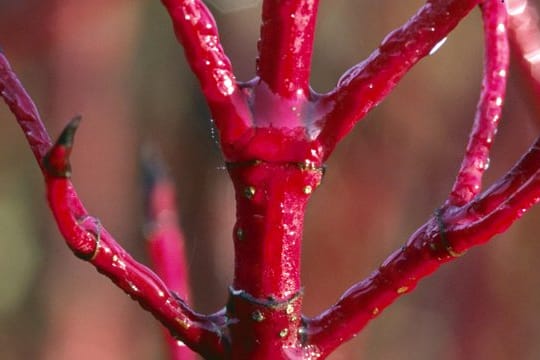 Der rot-triebige Hartriegel (Cornus alba 'Sibirica') lässt im Winter den sonst farblosen Garten leuchten.